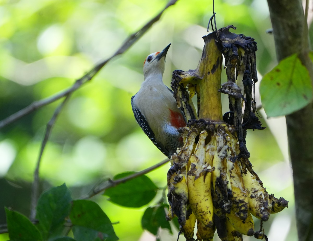 Golden-fronted Woodpecker - ML615598229