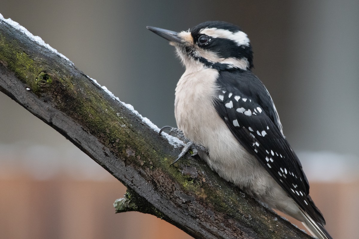 Hairy Woodpecker at Great Blue Heron Nature Reserve by Chris McDonald