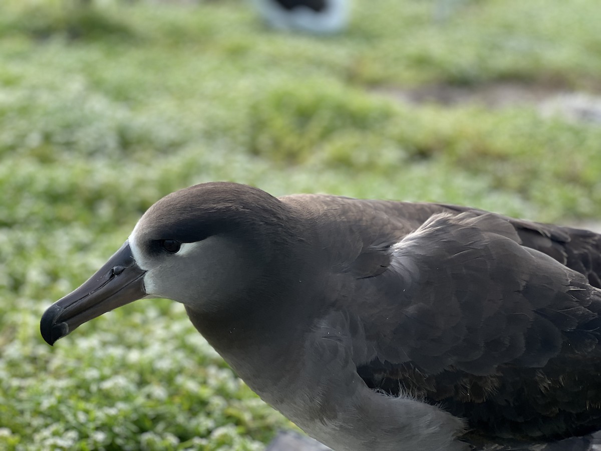 Black-footed Albatross - ML615598333