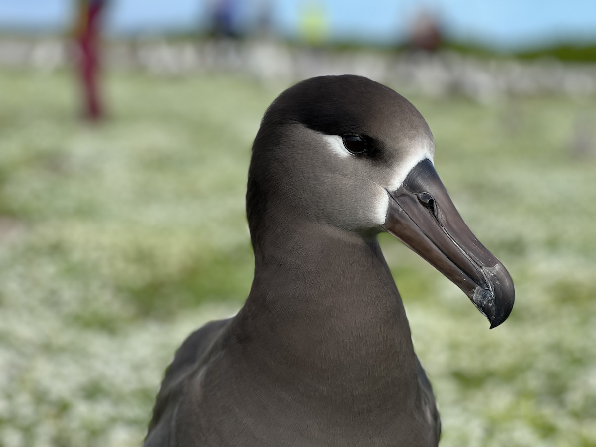 Black-footed Albatross - ML615598346
