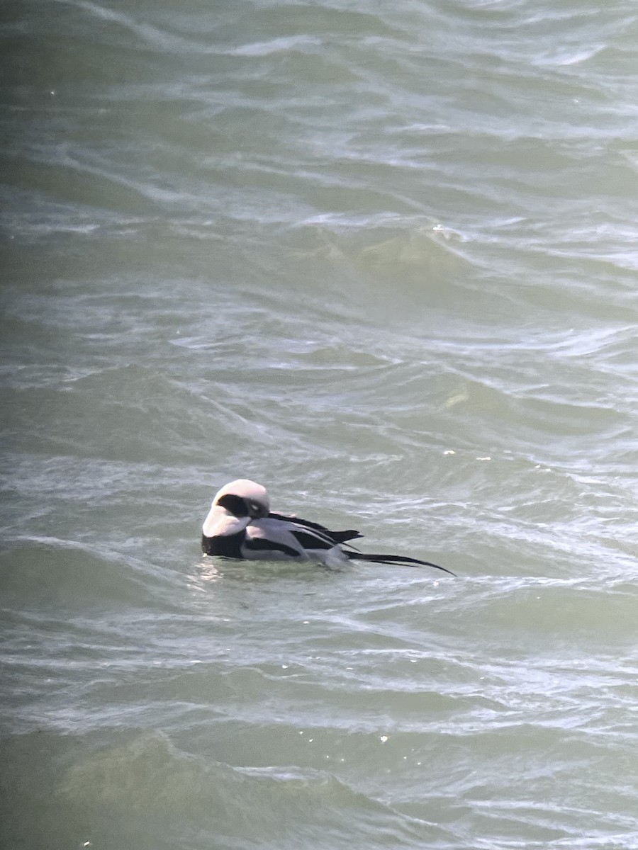 Long-tailed Duck - ML615598796