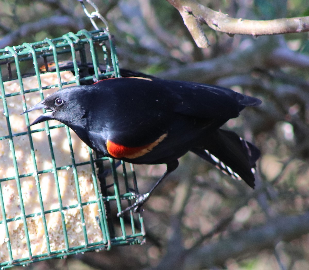 Red-winged Blackbird - ML615598812