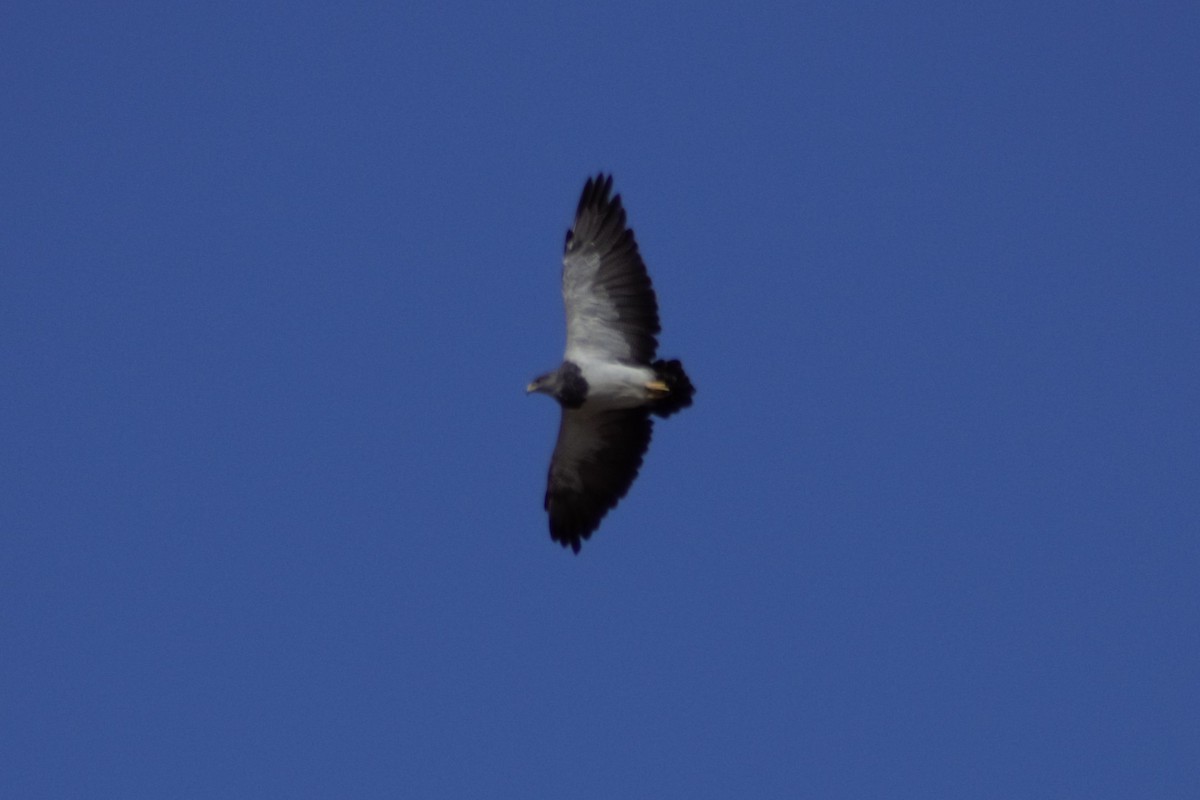 Black-chested Buzzard-Eagle - ML615598829