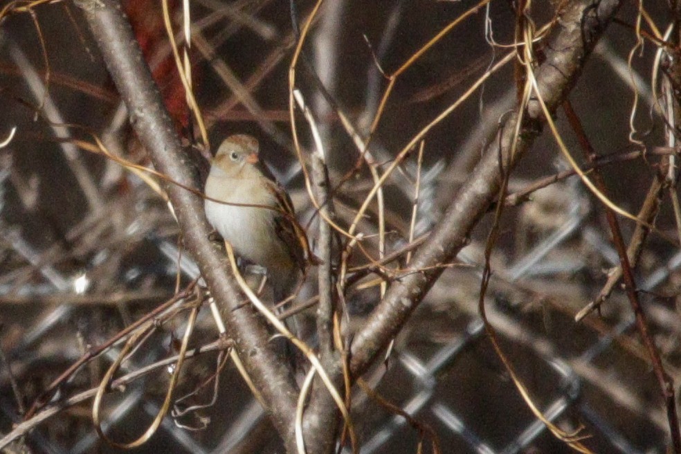 Field Sparrow - ML615598857