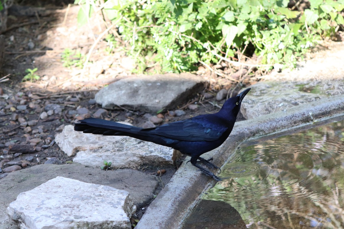 Great-tailed Grackle - ML615598877