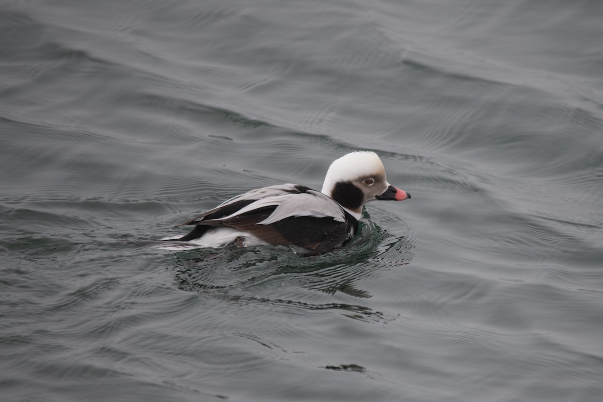 Long-tailed Duck - ML615598900