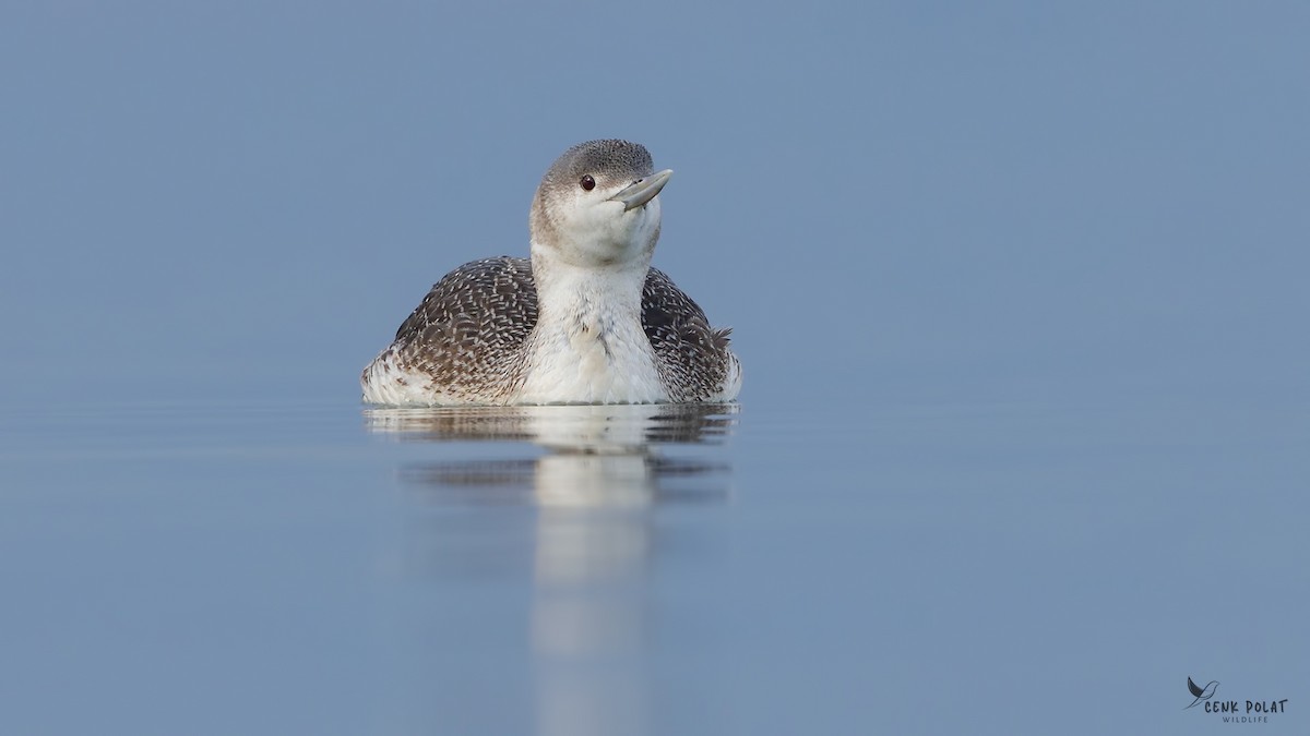 Red-throated Loon - ML615598962