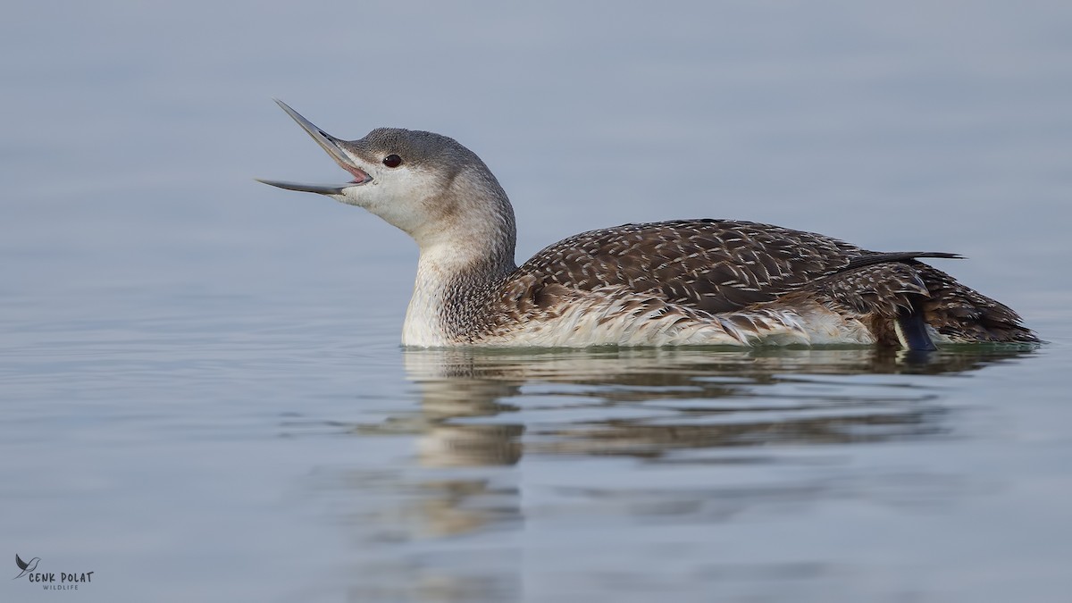 Red-throated Loon - ML615598999