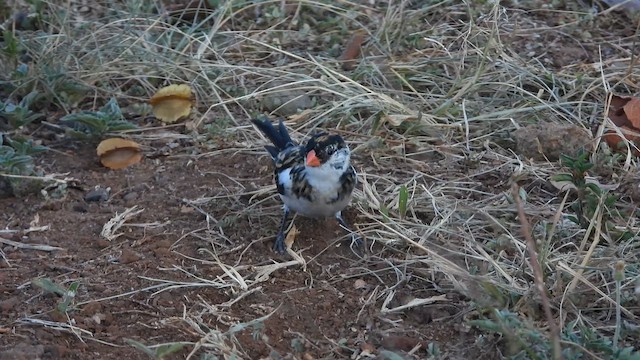 Pin-tailed Whydah - ML615599036