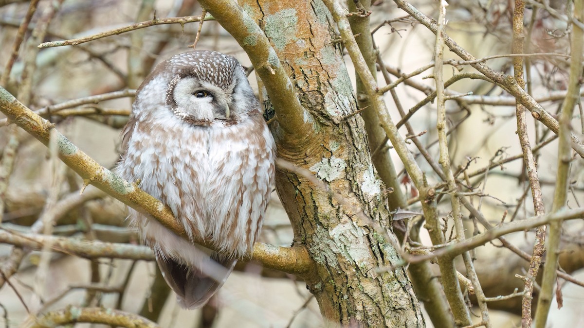 Boreal Owl - ML615599164