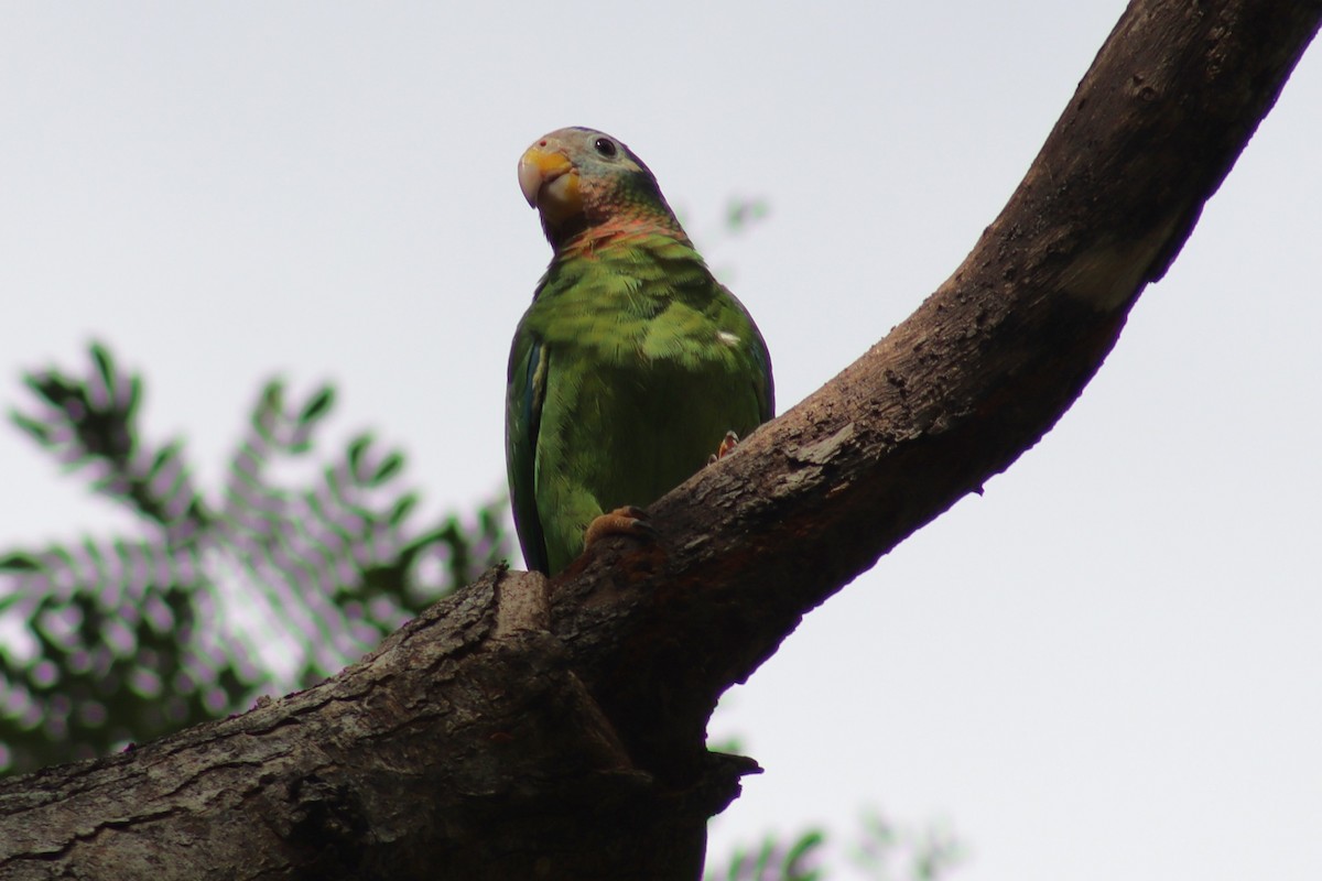 Yellow-billed Parrot - Greg Laverty