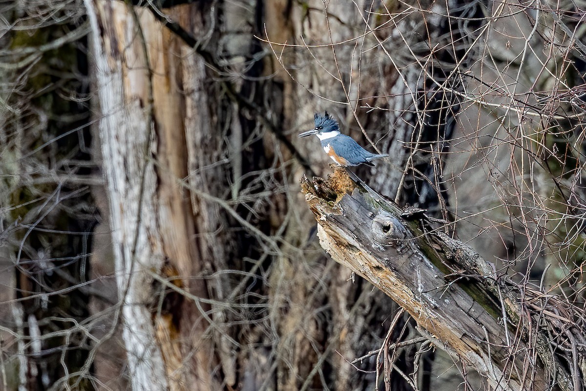 Belted Kingfisher - ML615599304