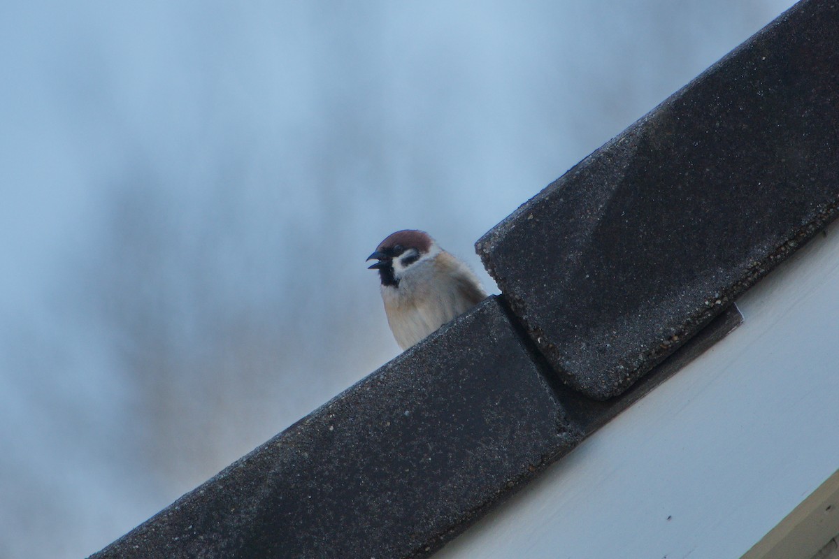Eurasian Tree Sparrow - ML615599726