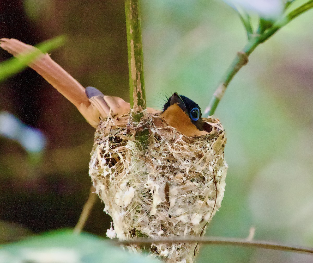 Мадагаскарская райская мухоловка [группа mutata] - ML615600003