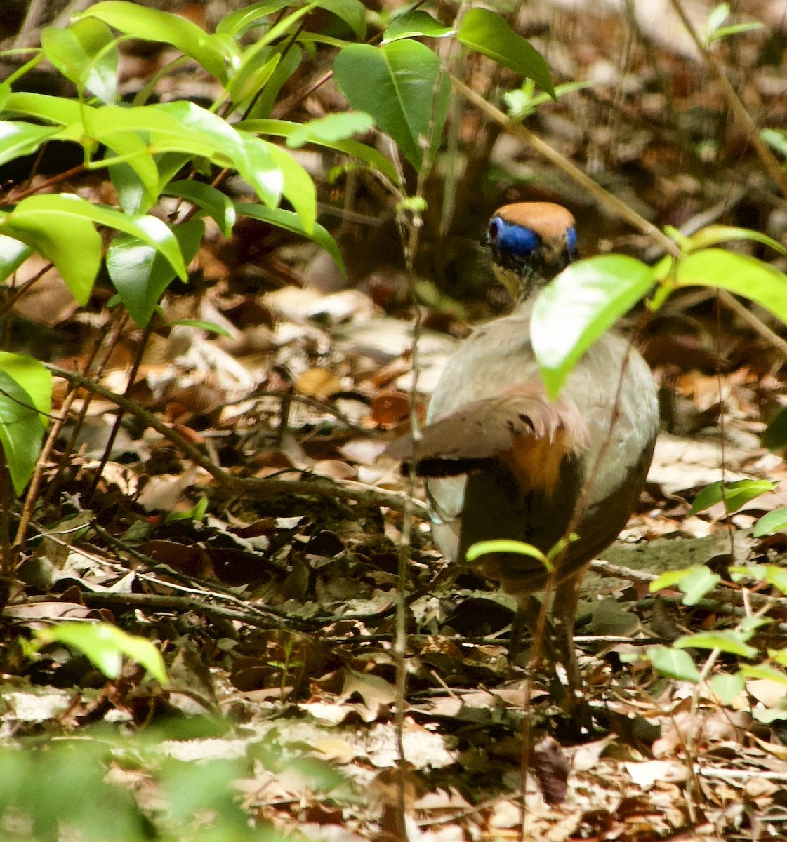 Red-capped Coua (Red-capped) - Marcia Balestri
