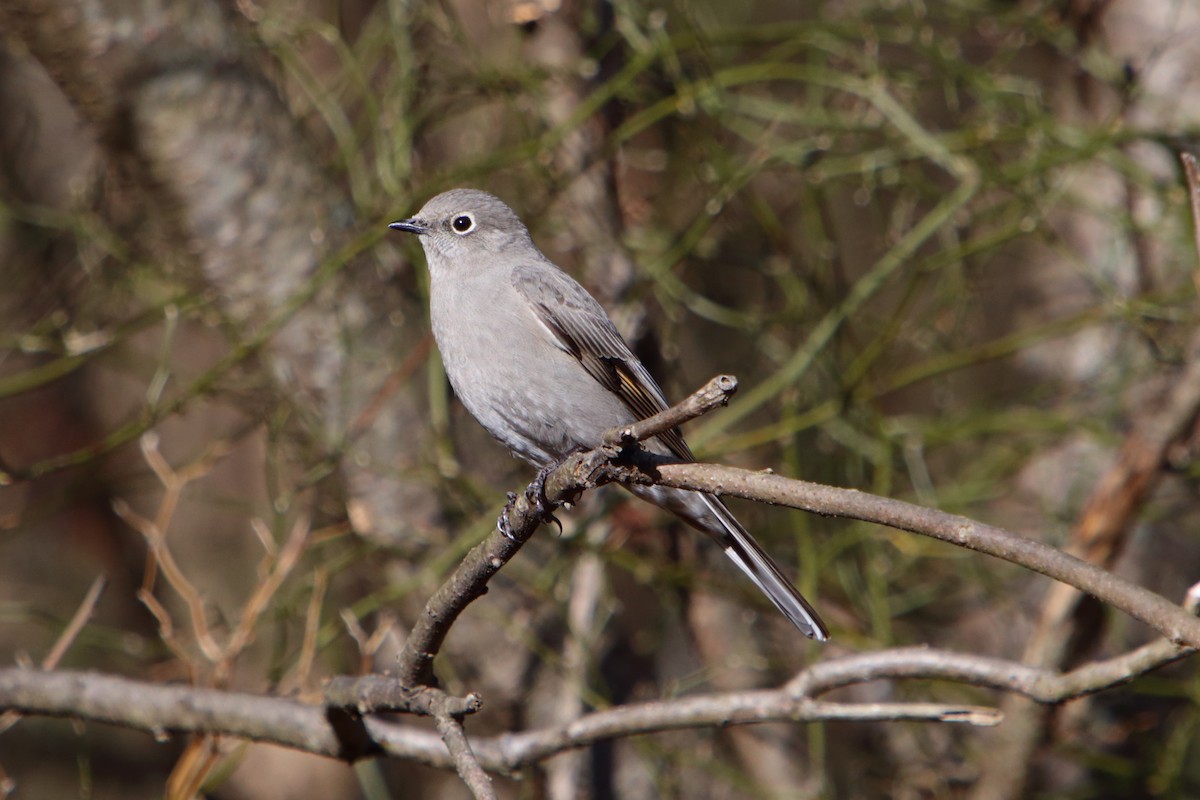 Townsend's Solitaire - ML615600095