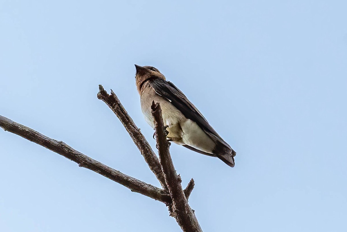 Southern Rough-winged Swallow - ML615600313