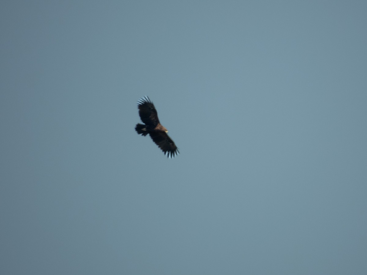 Greater Spotted Eagle - ML615600342