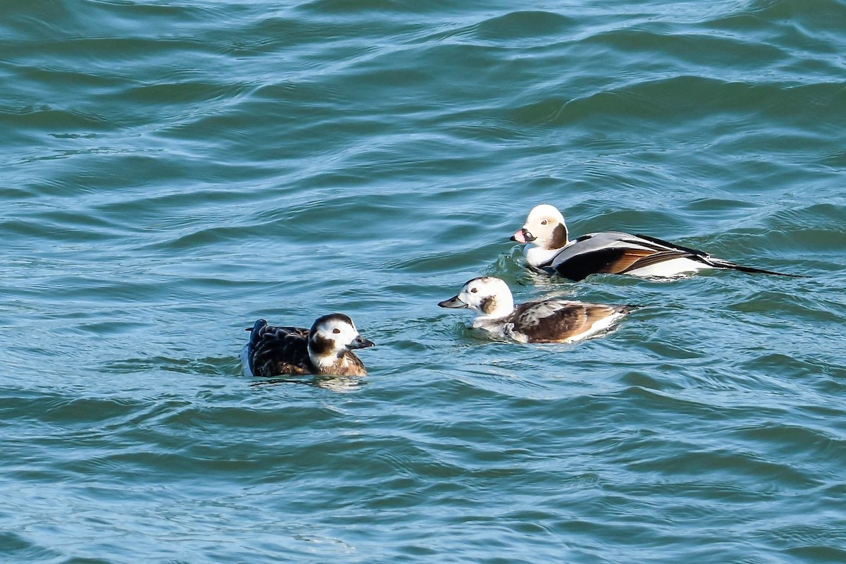 Long-tailed Duck - ML615600582