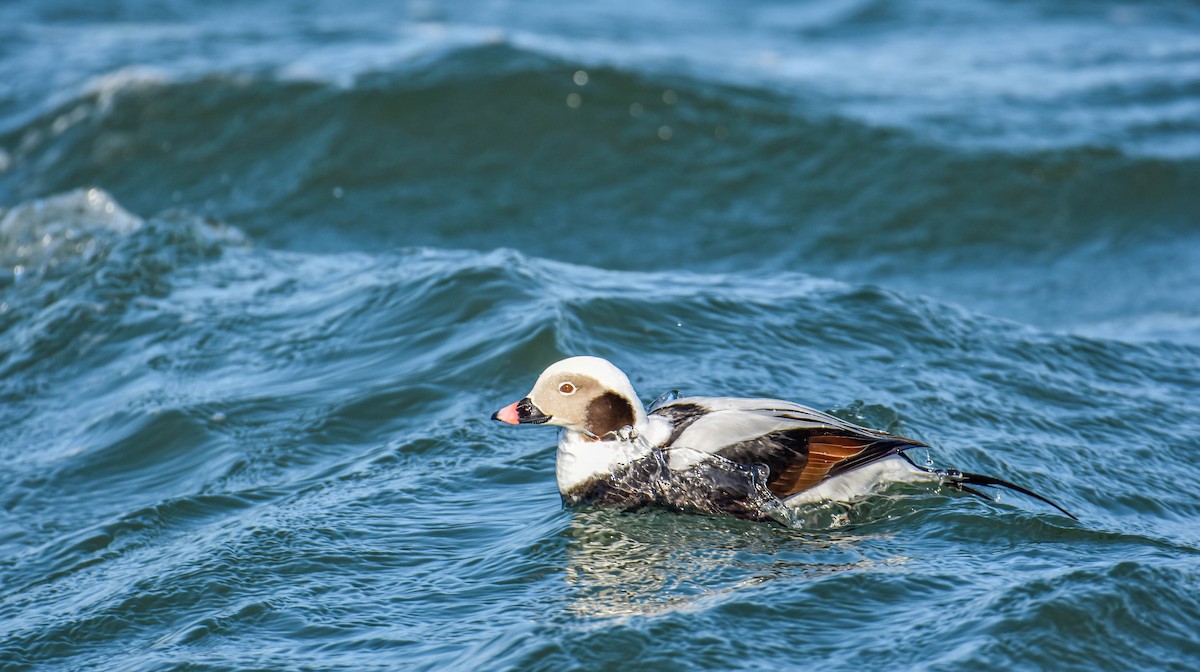 Long-tailed Duck - ML615600583