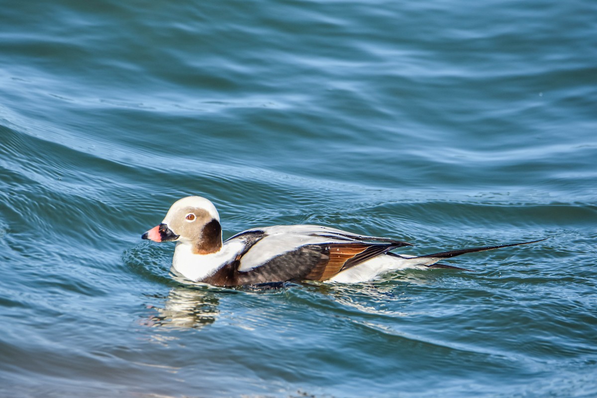 Long-tailed Duck - ML615600584
