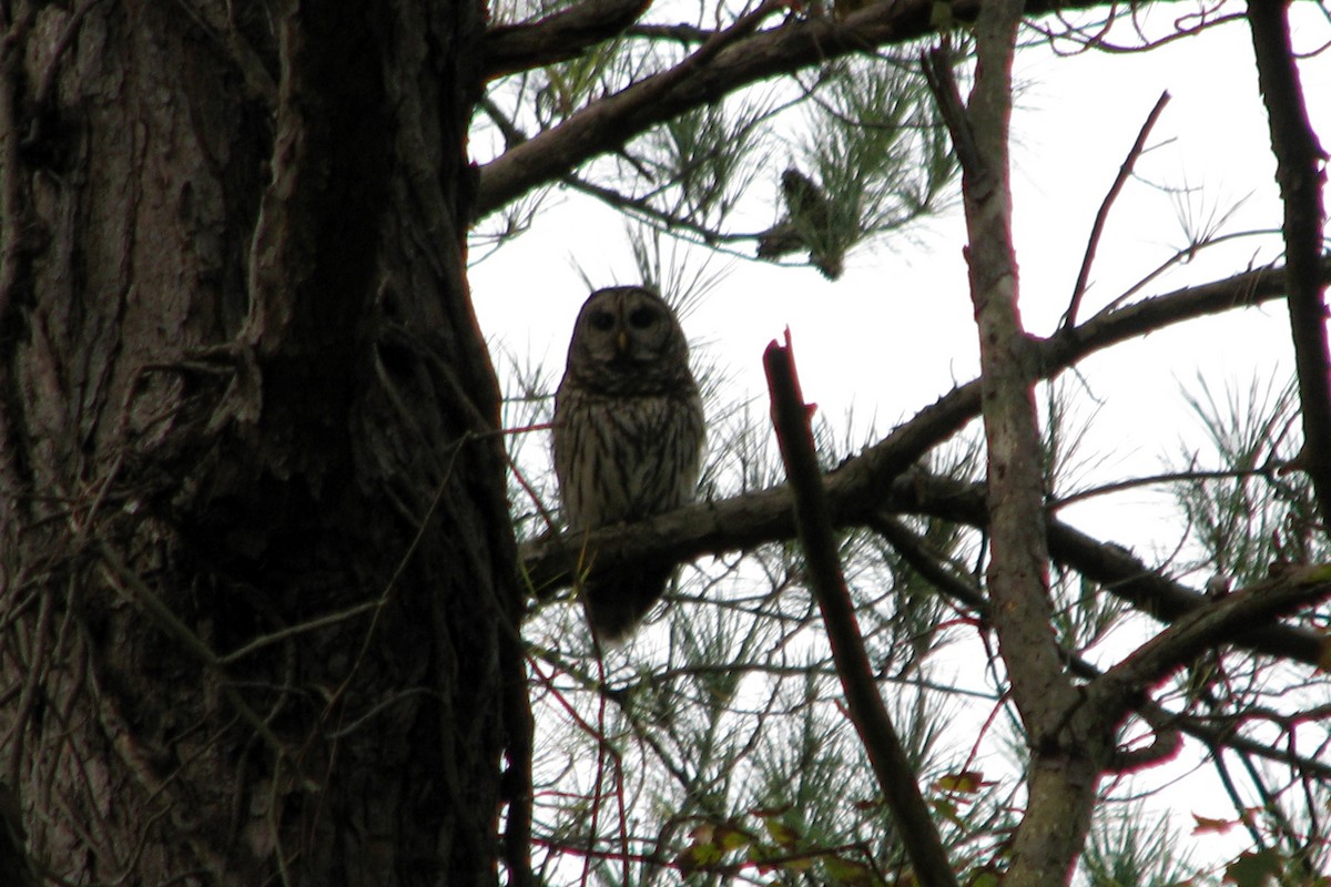 Barred Owl - Jeff Culler