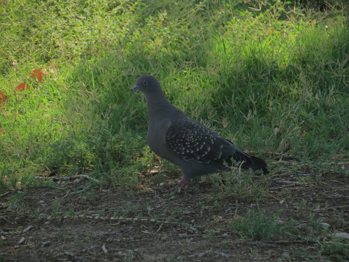 Spot-winged Pigeon - ML615600811