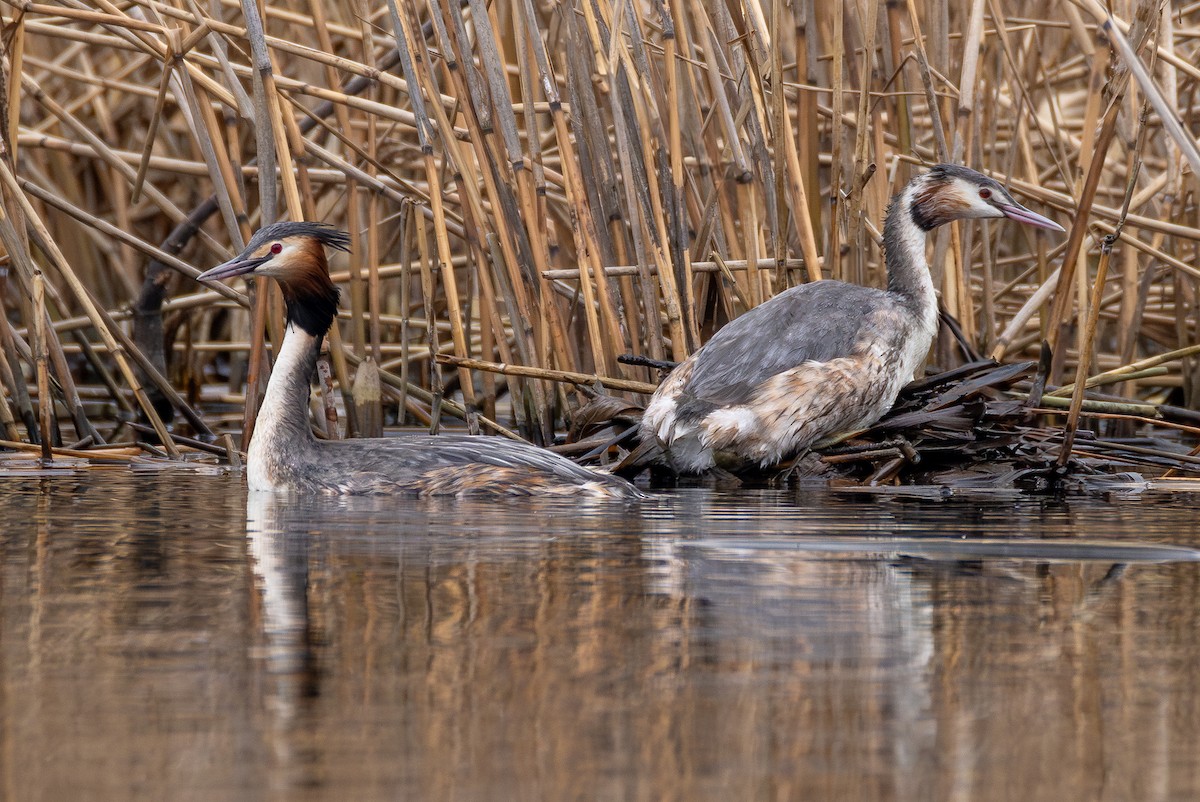 Great Crested Grebe - ML615600846