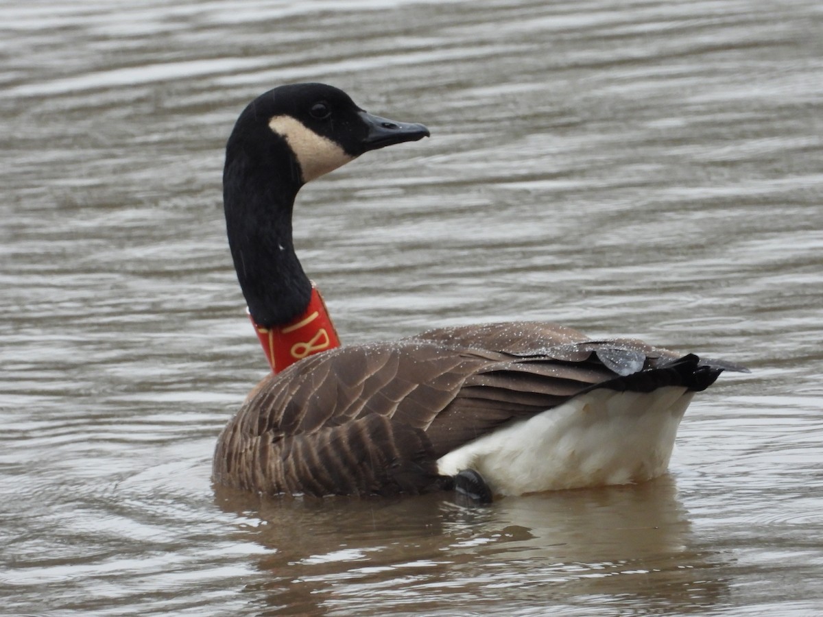 Canada Goose (occidentalis/fulva) - ML615600886