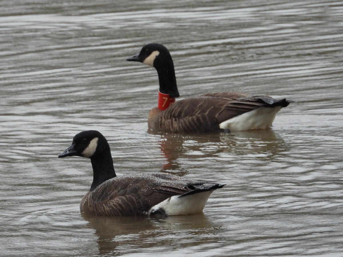 Canada Goose (occidentalis/fulva) - ML615600887