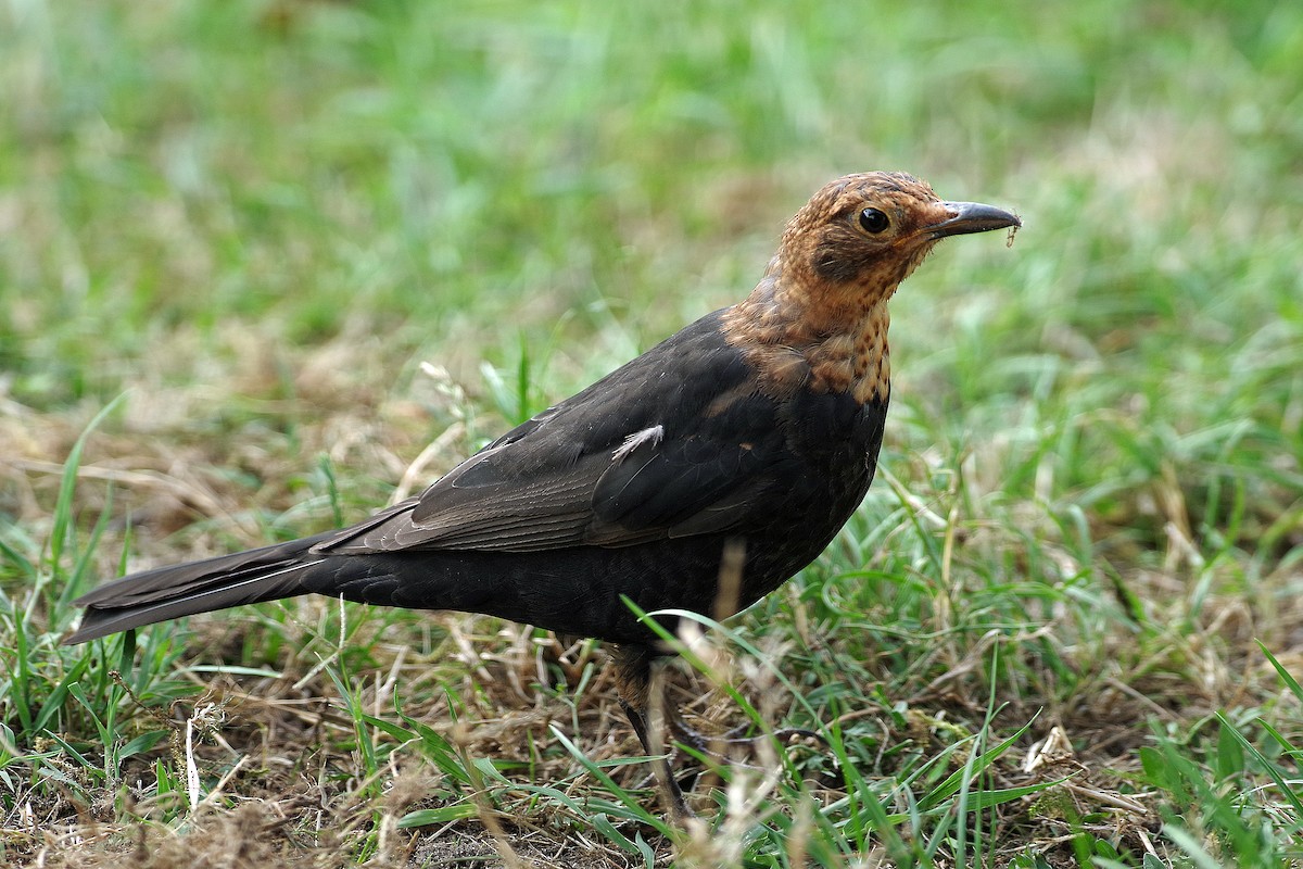 Eurasian Blackbird - ML615600941