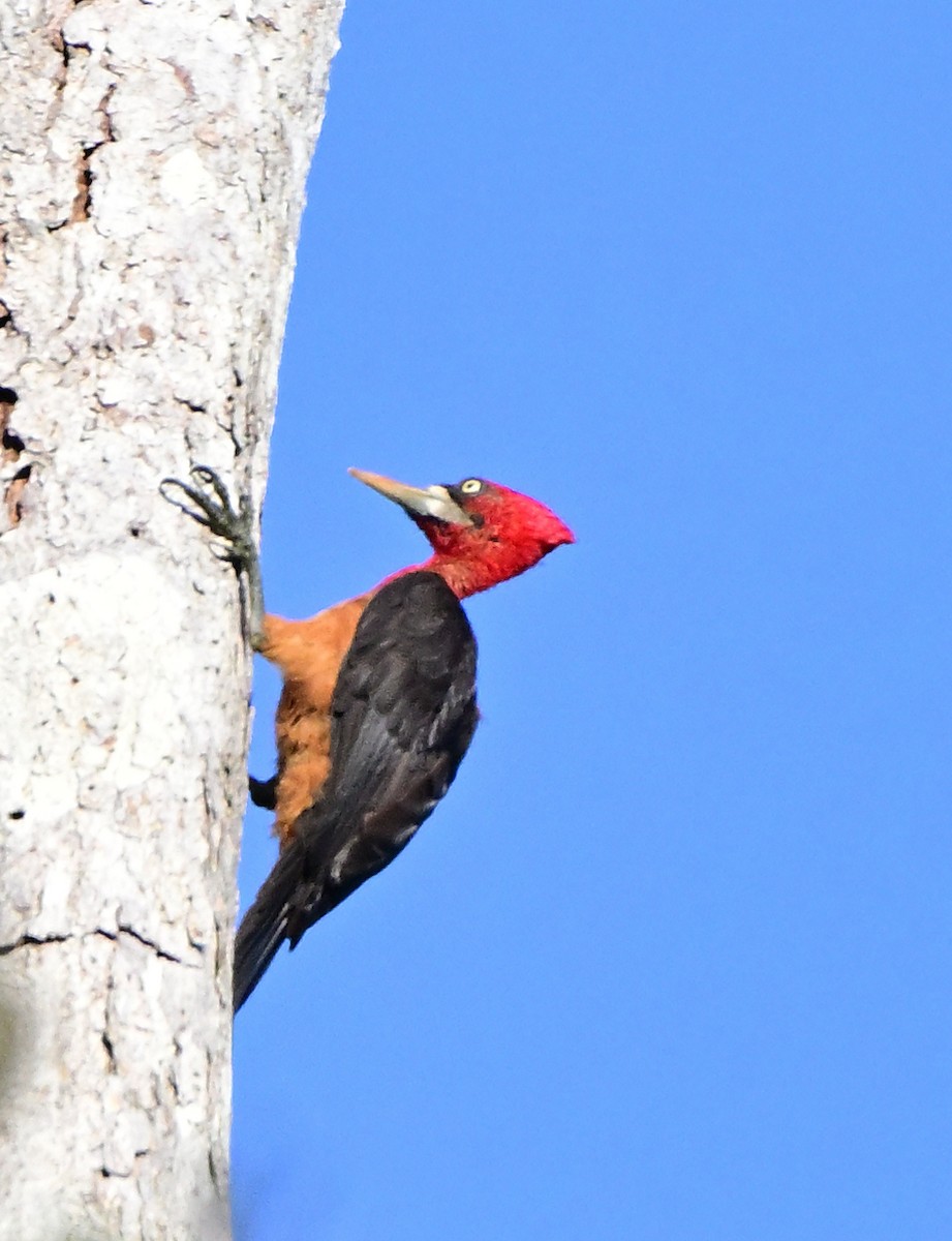 Red-necked Woodpecker - Charlotte Pavelka & Doug Reitz