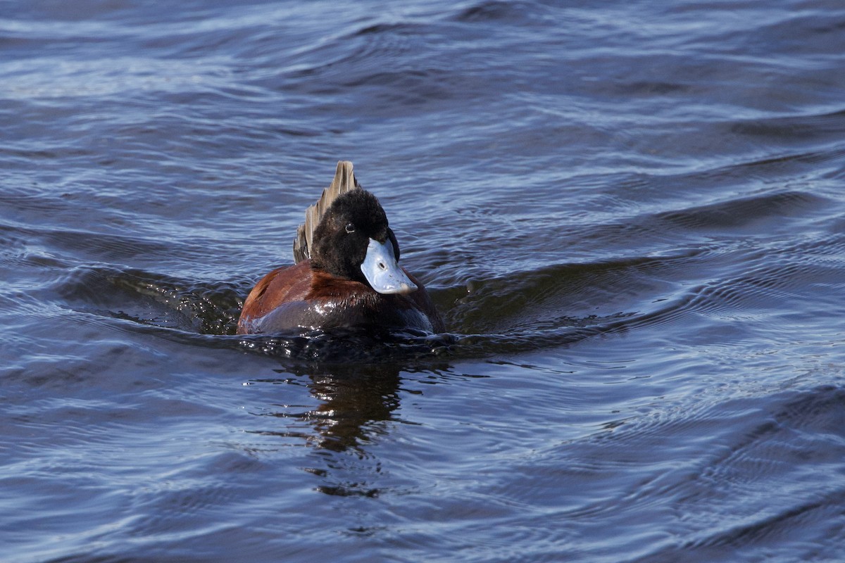 Andean Duck - ML615601086