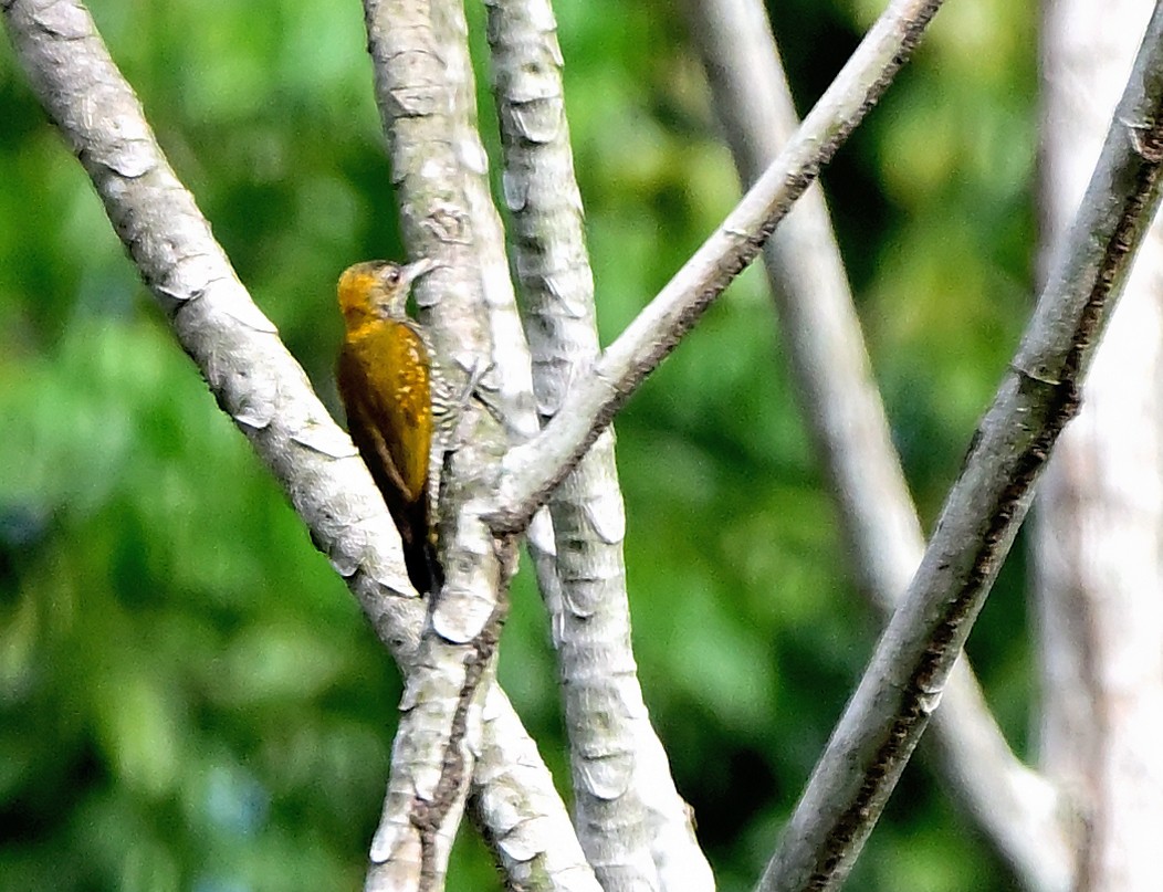 Golden-collared Woodpecker - ML615601394