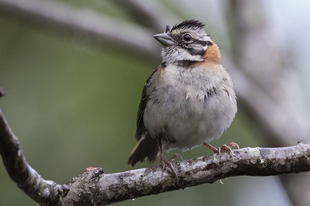 Rufous-collared Sparrow (Rufous-collared) - ML615601465
