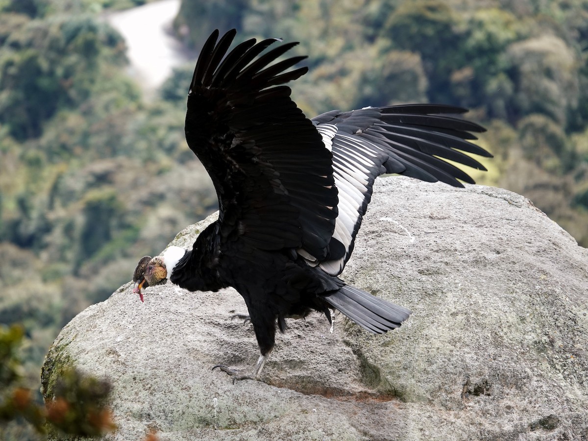Andean Condor - ML615601708