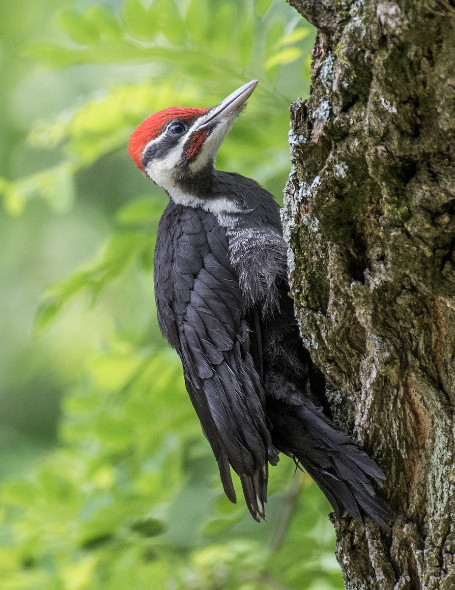 Pileated Woodpecker - ML615601784