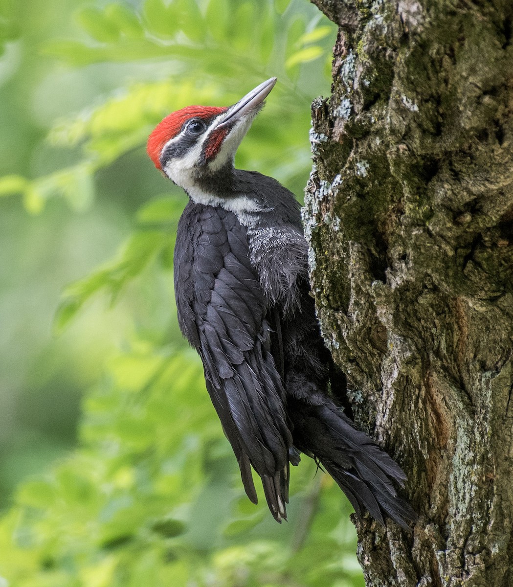Pileated Woodpecker - ML615601792