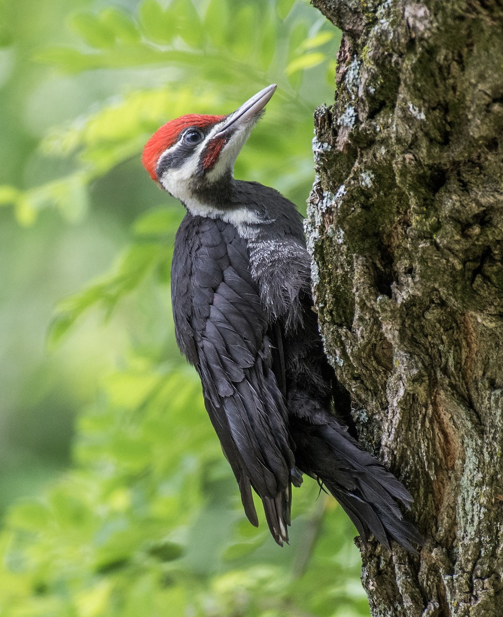 Pileated Woodpecker - ML615601798