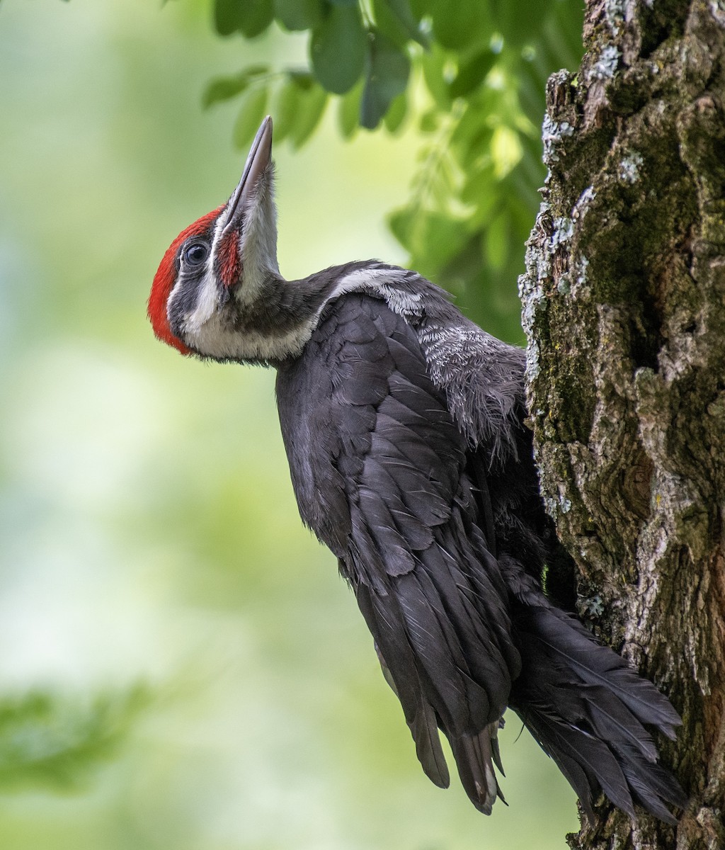 Pileated Woodpecker - ML615601802