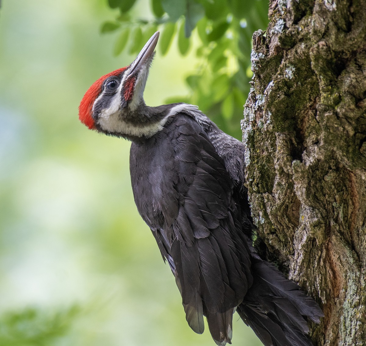 Pileated Woodpecker - ML615601812