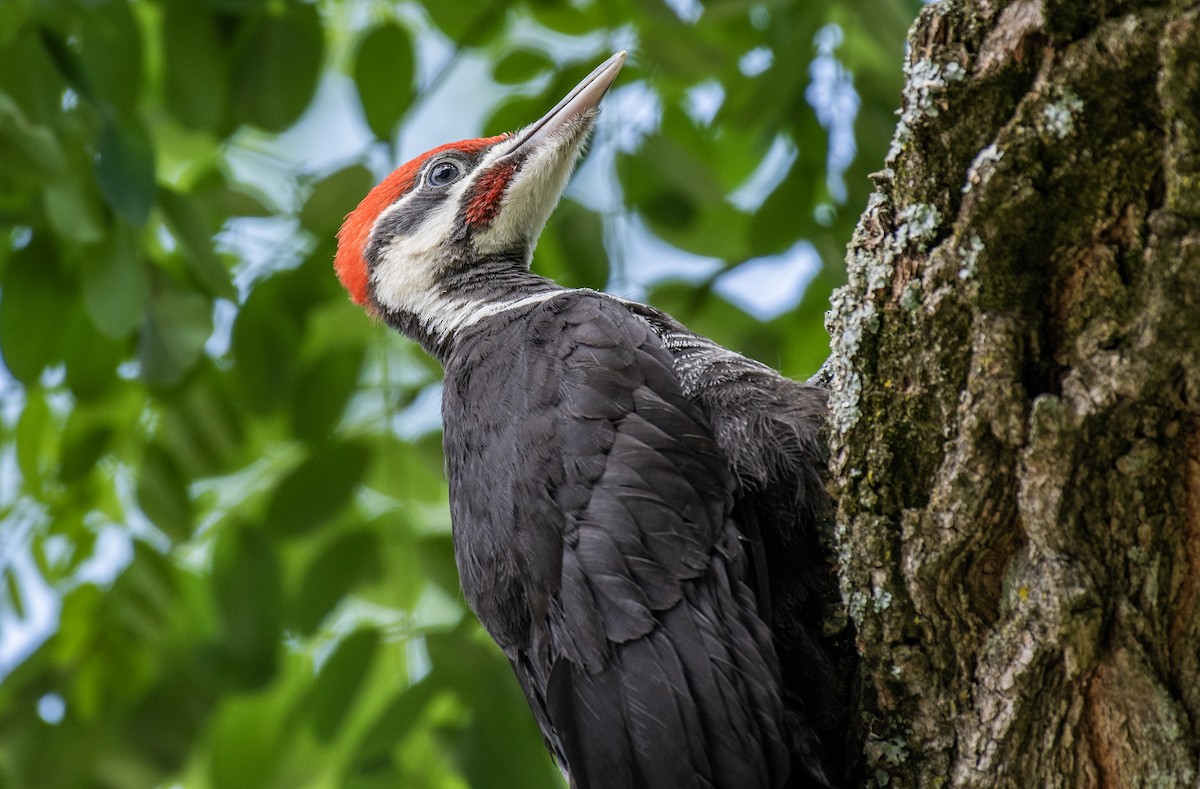 Pileated Woodpecker - ML615601821