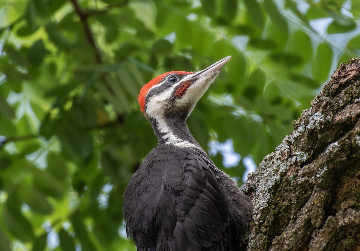 Pileated Woodpecker - ML615601826