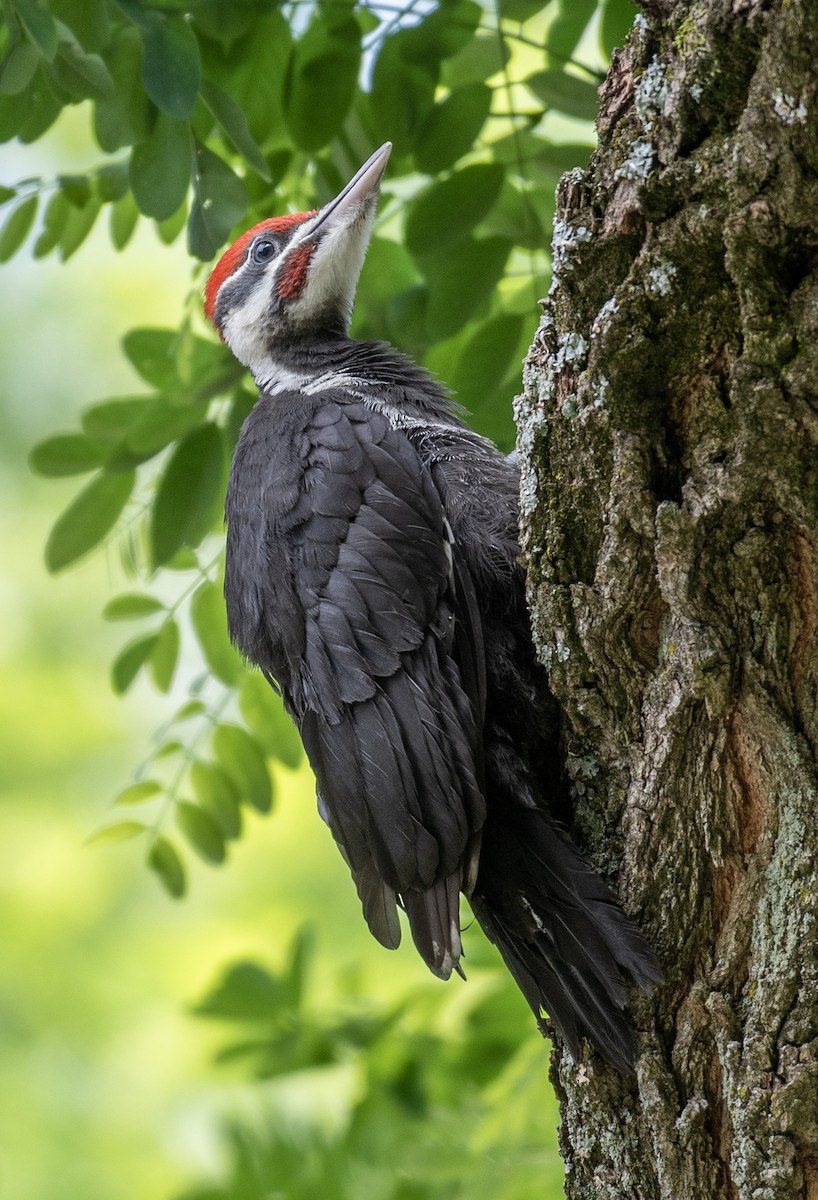 Pileated Woodpecker - ML615601834