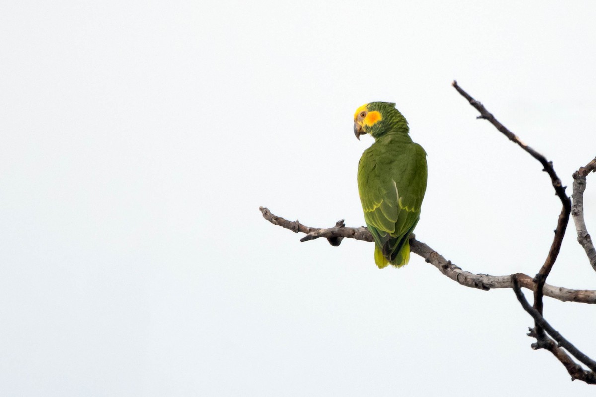 Yellow-faced Parrot - ML615601907