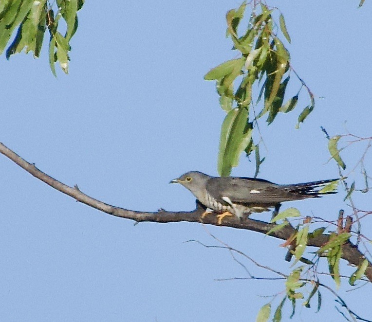 Madagascar Cuckoo - ML615601930