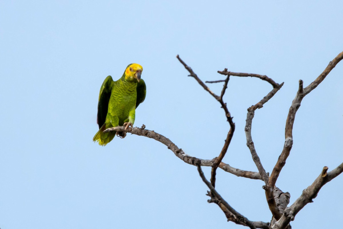Yellow-faced Parrot - ML615601936