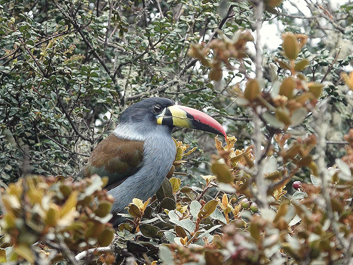 Gray-breasted Mountain-Toucan - ML615601950