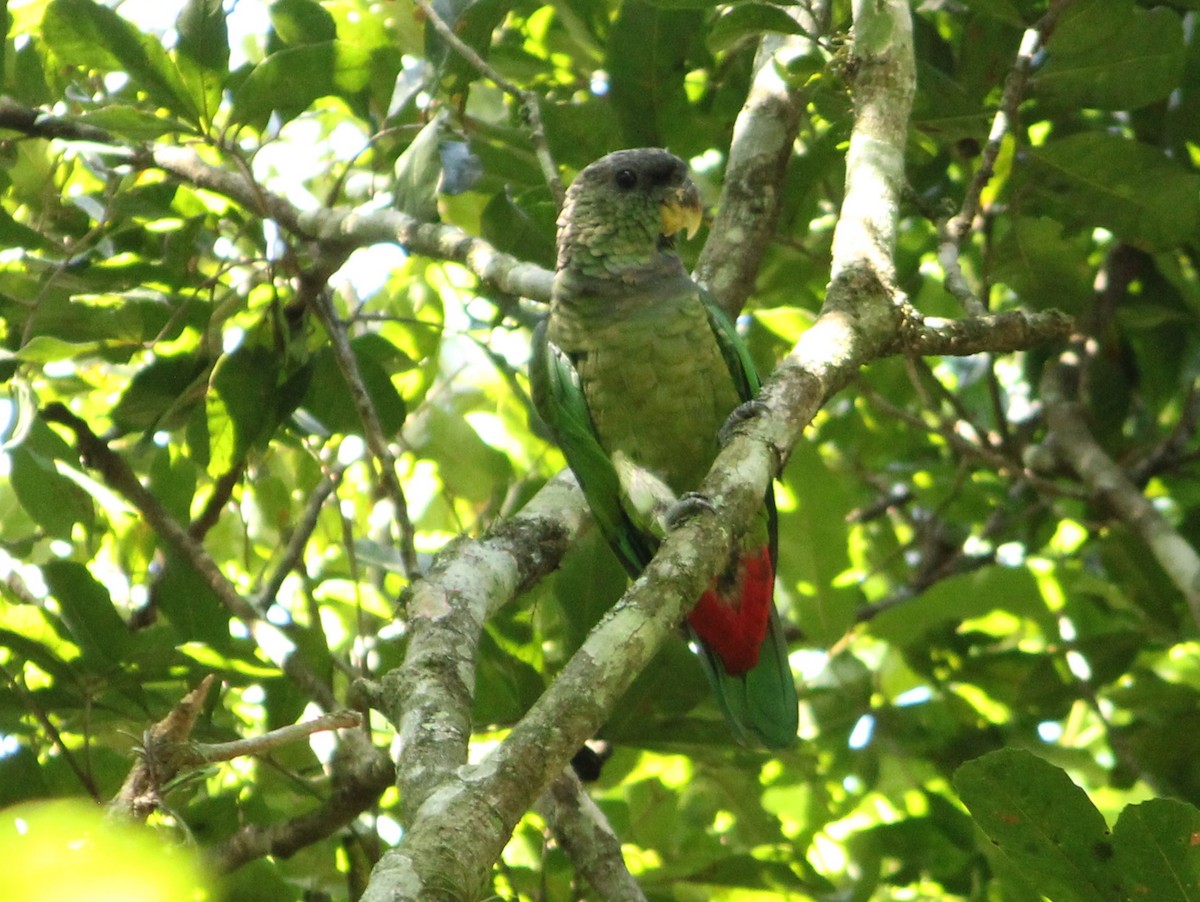 Scaly-headed Parrot - ML615602041