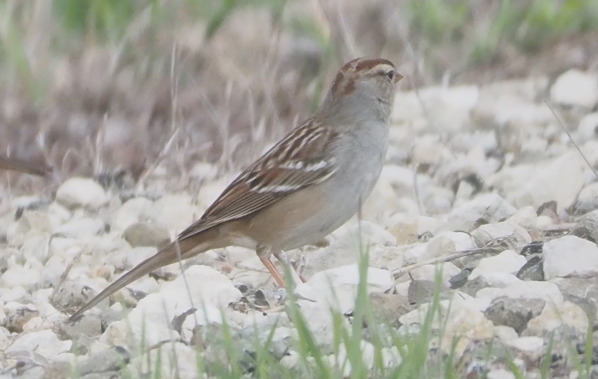 White-crowned Sparrow - ML615602101